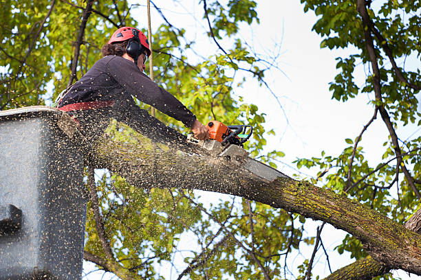 Best Tree Health Inspection  in Yulee, FL